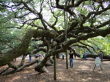 The Angel Oak is a Southern live oak on Johns Island near Charleston. Angel Oak is estimated to be 500 years old. The trunk is 28 ft in circumference.