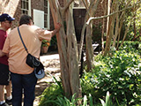 Steve Bisel and Steve Carr check out a crepe myrtle tree on the grounds of the Nathaniel Russell house.